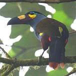Toucan montagnard