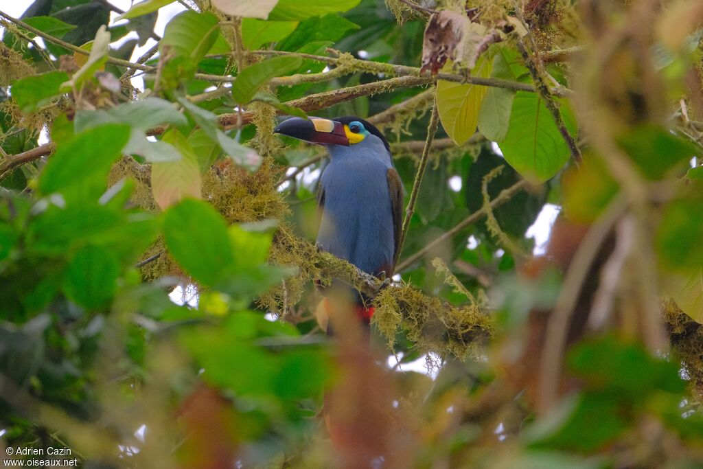 Toucan montagnardadulte