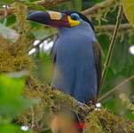 Toucan montagnard