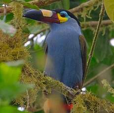Toucan montagnard