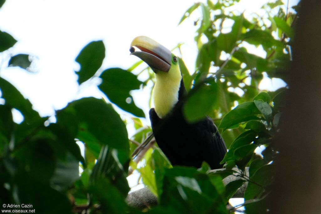 Yellow-throated Toucanadult, identification, eats