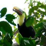 Yellow-throated Toucan