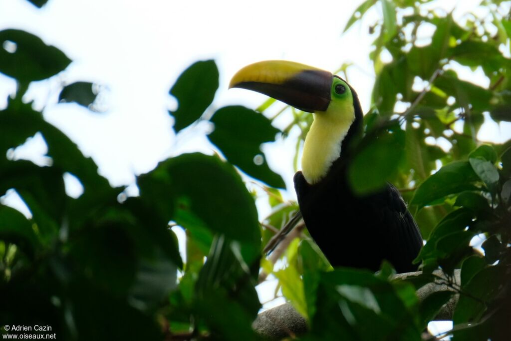 Yellow-throated Toucanadult, identification, eats