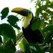 Yellow-throated Toucan