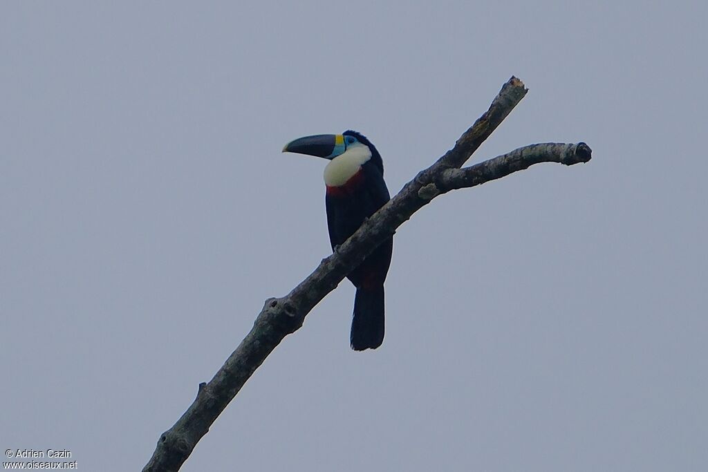 Channel-billed Toucanadult