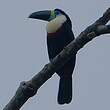 Toucan vitellin