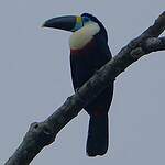Toucan vitellin
