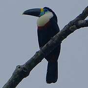 Toucan vitellin