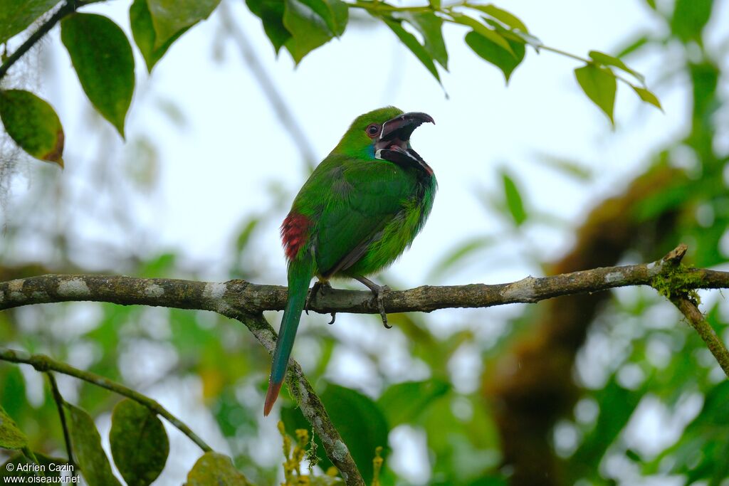 Toucanet à croupion rougeadulte, Comportement