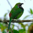 Toucanet à croupion rouge
