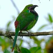 Toucanet à croupion rouge