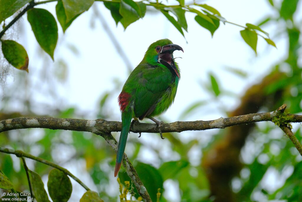 Toucanet à croupion rougeadulte, Comportement