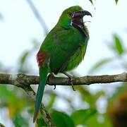 Toucanet à croupion rouge
