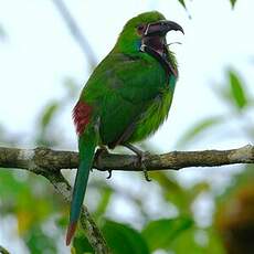 Toucanet à croupion rouge