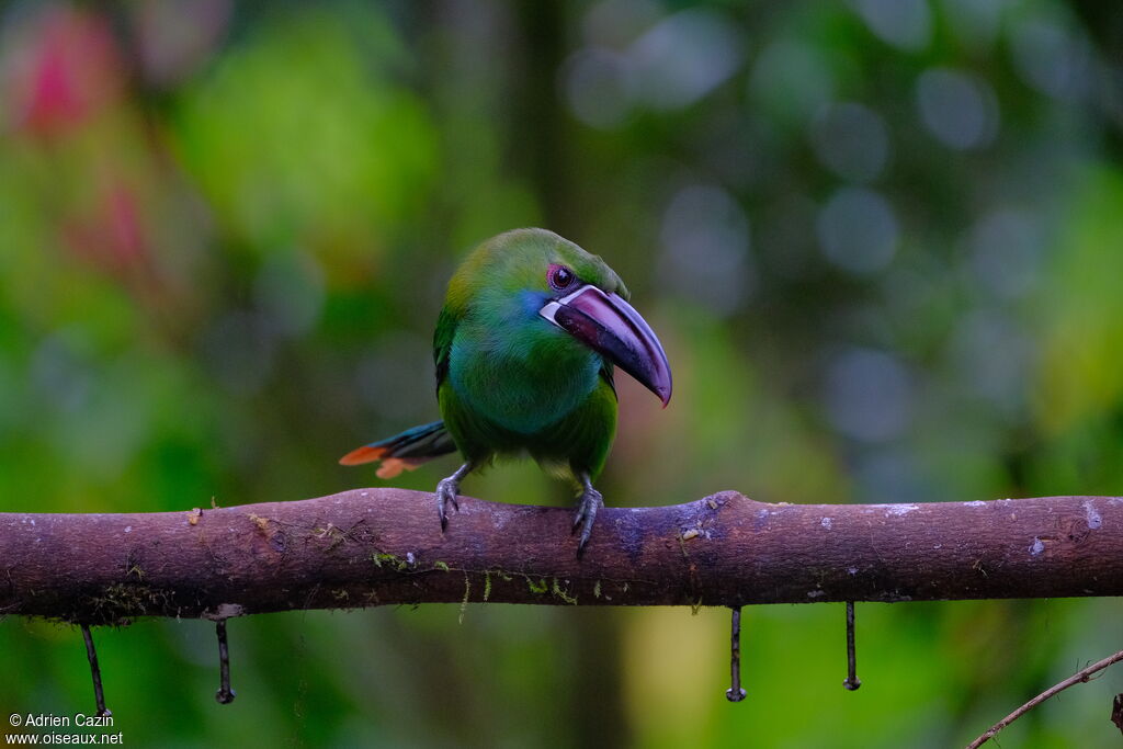 Toucanet à croupion rougeadulte