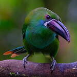 Toucanet à croupion rouge