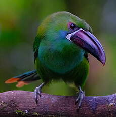 Toucanet à croupion rouge