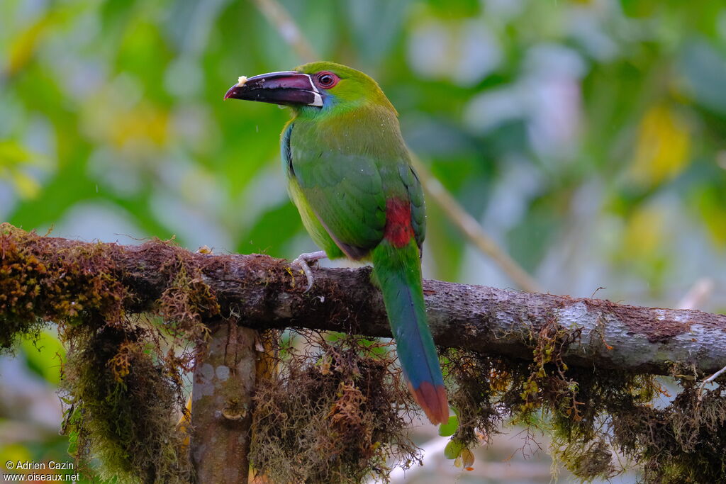 Toucanet à croupion rougeadulte, identification