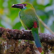 Toucanet à croupion rouge