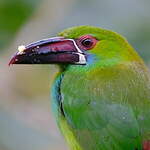 Toucanet à croupion rouge