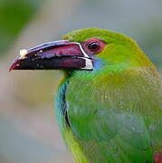 Toucanet à croupion rouge