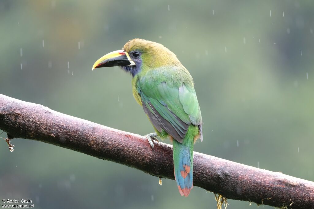 Emerald Toucanetadult, identification