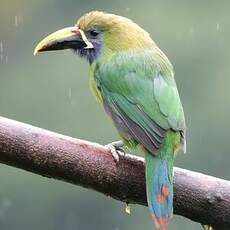 Toucanet émeraude