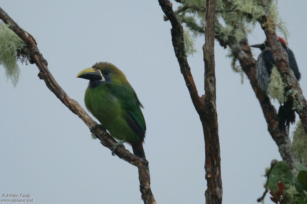 Toucanet émeraudeadulte, identification