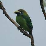 Toucanet émeraude