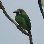 Toucanet émeraude