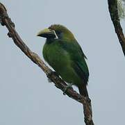 Emerald Toucanet