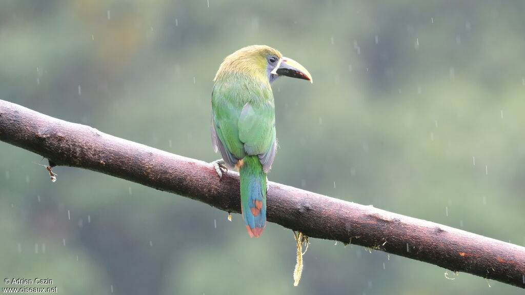 Emerald Toucanetadult, identification