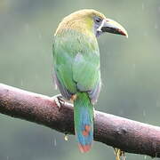 Emerald Toucanet