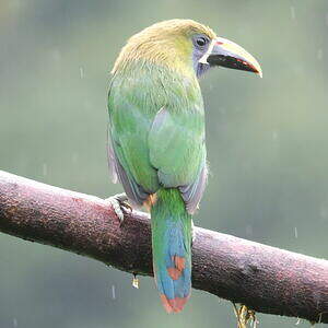 Toucanet émeraude