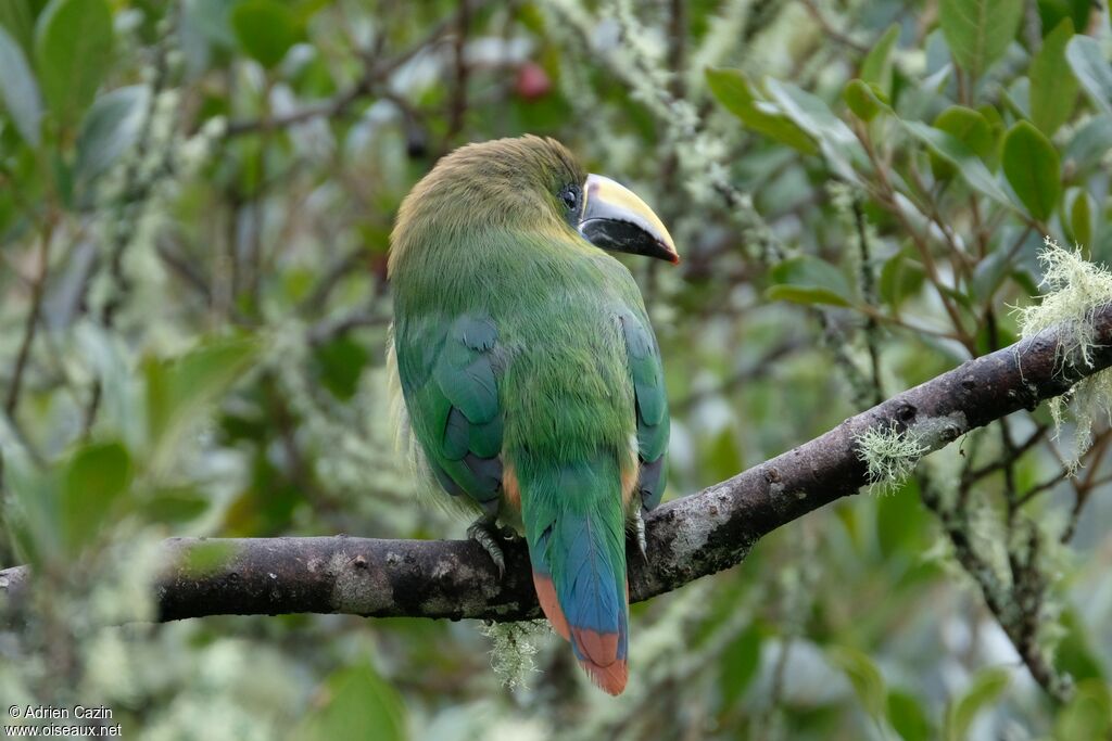 Emerald Toucanetadult, identification