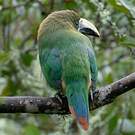 Toucanet émeraude