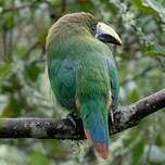 Toucanet émeraude