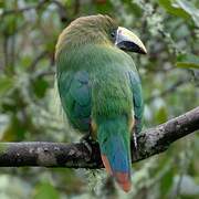 Emerald Toucanet