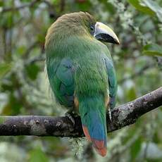 Toucanet émeraude