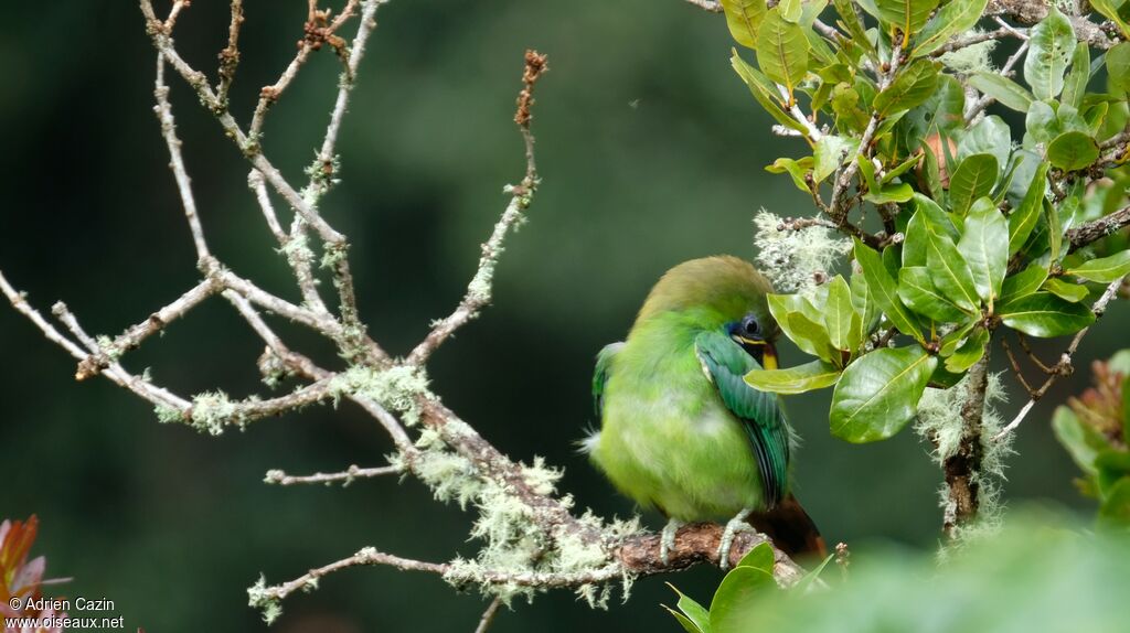 Toucanet émeraudeadulte