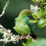 Toucanet émeraude