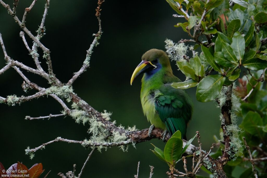 Toucanet émeraudeadulte, identification