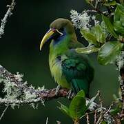 Emerald Toucanet