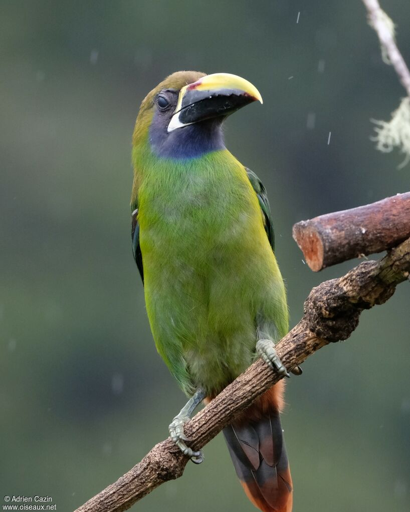 Emerald Toucanetadult, identification