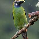 Toucanet émeraude