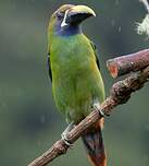 Toucanet émeraude