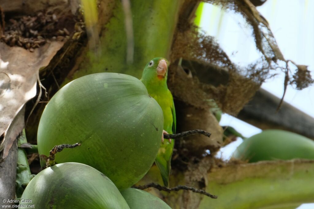 Orange-chinned Parakeet