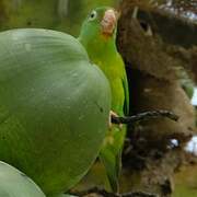 Orange-chinned Parakeet