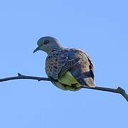 European Turtle Dove