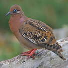 Tourterelle des Galapagos